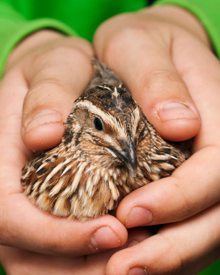 36 Quail Eggs for Hatching - (Online Only)