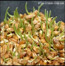 Sprouting Seed Mix for Poultry Fodder, Natural Protein Boost, Fresh Greens Anytime, Better Egg Quality, Improve Feathers, Great Winter Treat and Entertainment
