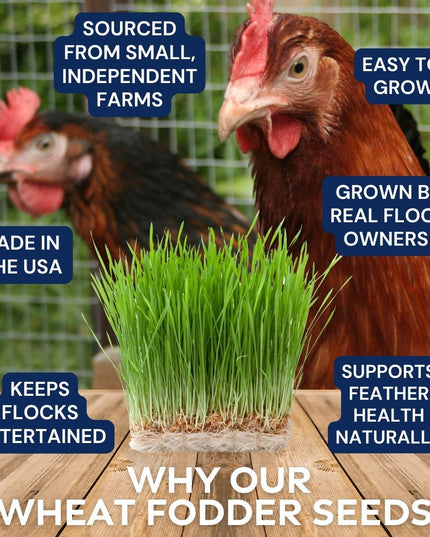 Premium Wheat Seeds for Sprouting Fodder (Wheat Grass) -- Grown In Missouri To Encourage Positive Behaviors