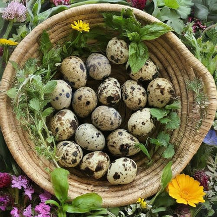Coturnix Quail Fertile Hatching Eggs, 12 Count