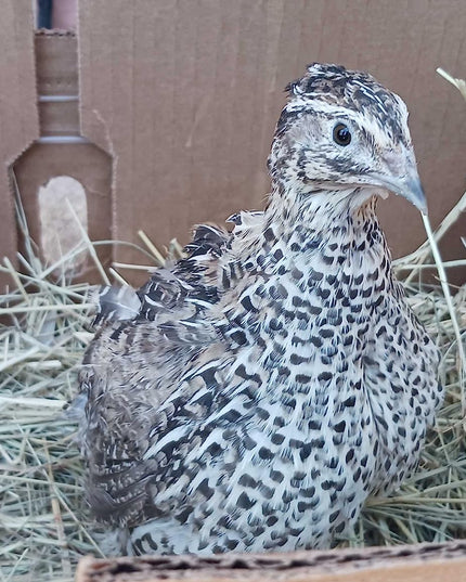 Falb-Fee Quail Hatching Eggs
