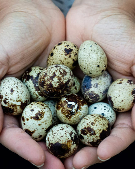 36 Quail Eggs for Hatching - (Online Only)