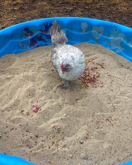Pick Me Up Floral Dust Bath With Herbs - For Pet Chickens & Other Poultry