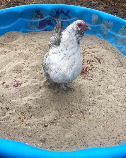 Pick Me Up Floral Dust Bath With Herbs - For Pet Chickens & Other Poultry