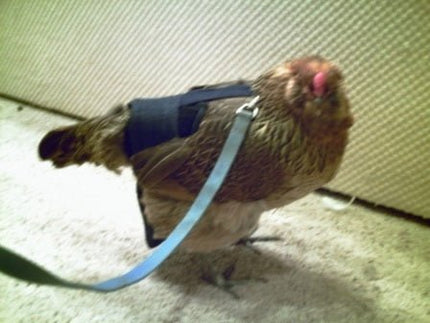Hen Holster Bird Diaper/Harness (chicken diaper, duck diaper, pigeon diaper with Removable Vinyl Liner)