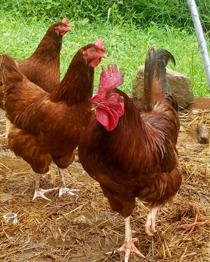 Texas Red Roosters - 5 Months Old