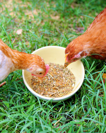BreatheRight (TM) Coop Herbs For Clean & Great Smelling Coops