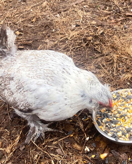 Omega Burst: Omega Rich Treat For Great Eggs & Feathers!