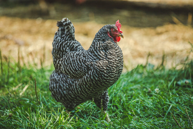 <h2>Grown Hens<br/>& <br/>Started Pullets</h2>