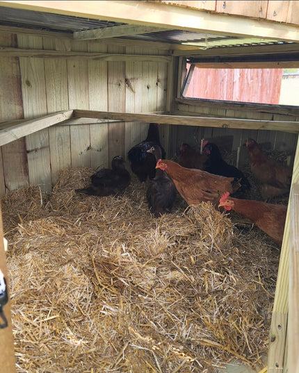 Wise County Chicken Farm Coops 4ft x 4ft