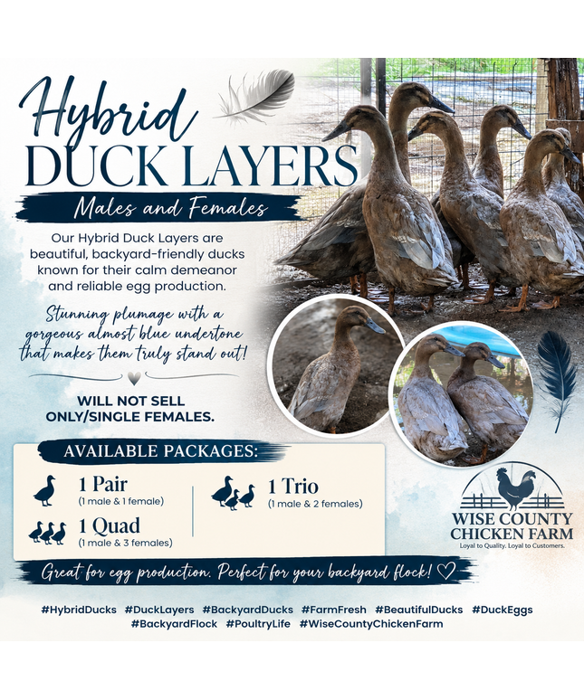 Hybrid Duck Layers