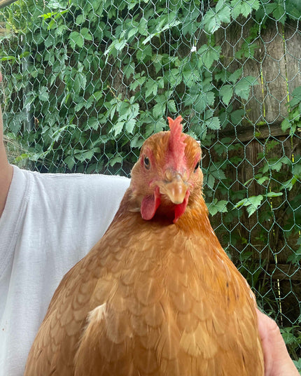 Texas Red Pullets- 5.5 Mo Old