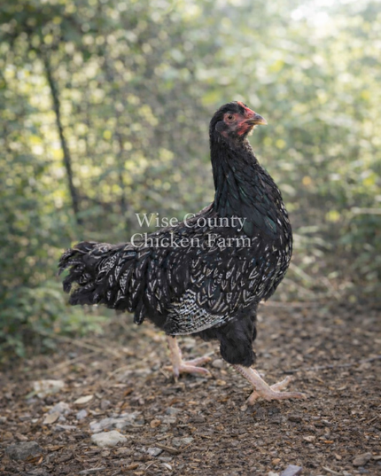 Double Silver Laced Barnevelder Wait List