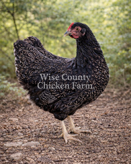 Double Silver Laced Barnevelder Wait List