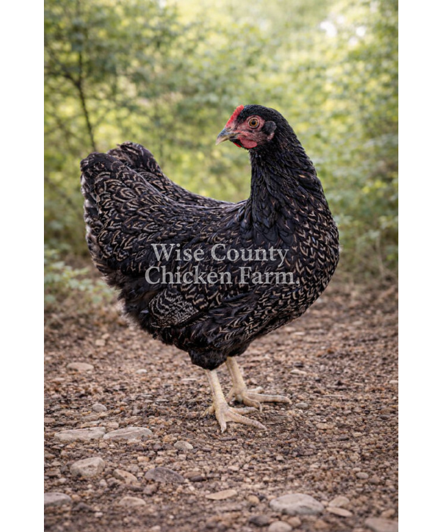 Double Silver Laced Barnevelder Wait List