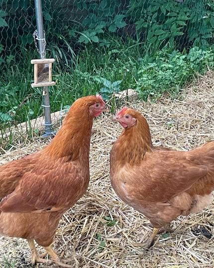 Texas Red Pullets- 5.5 Mo Old