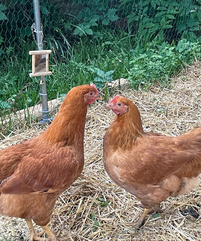Texas Red Pullets- 5.5 Mo Old