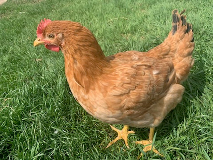Texas Red Pullets- 5.5 Mo Old