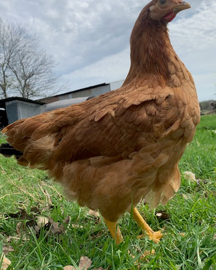 Texas Red Pullets- 5.5 Mo Old