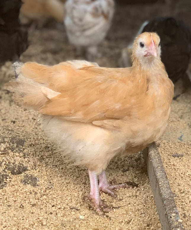 Buff Orpington Started Pullets