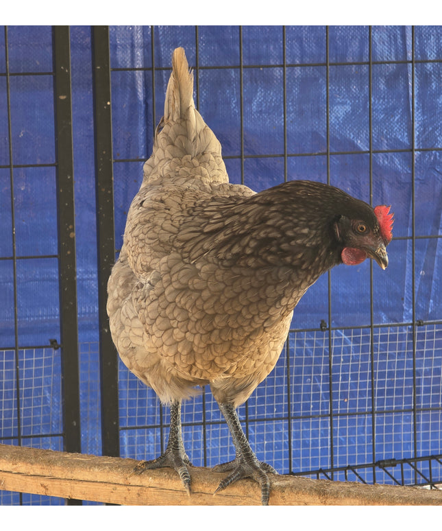 Sapphire Gem Pullets 4.5 Mo Old