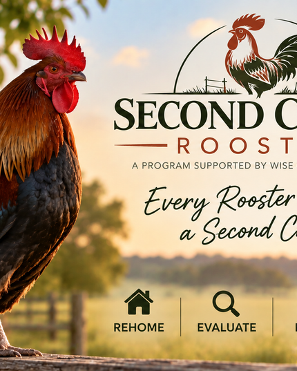 Second Chance Roosters