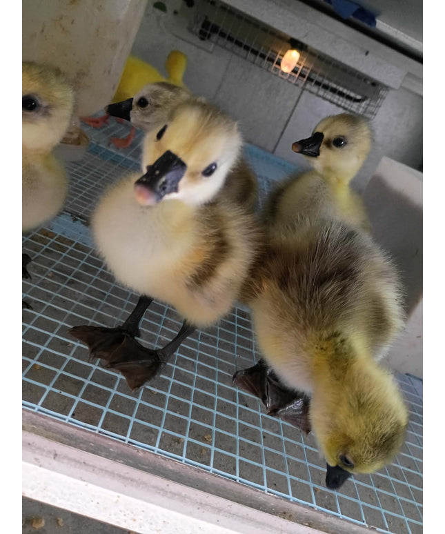 Goslings (Geese) - Hatchery Choice