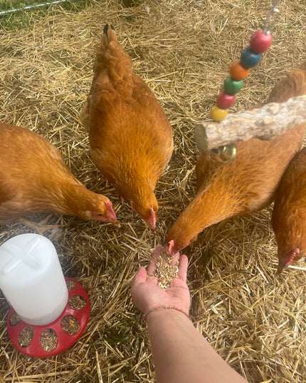 Texas Red Pullets- 5.5 Mo Old