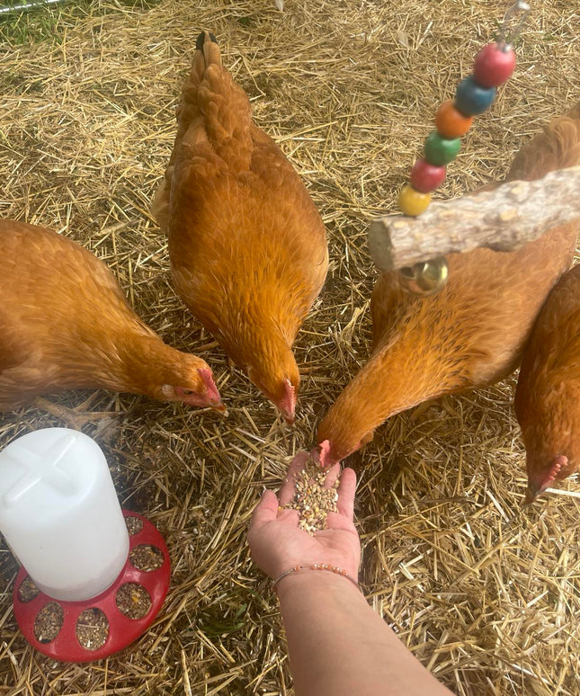 Texas Red Pullets- 5.5 Mo Old