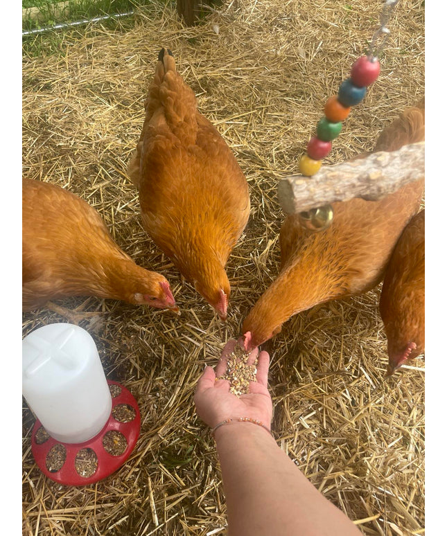 Texas Red Pullets- 5.5 Mo Old
