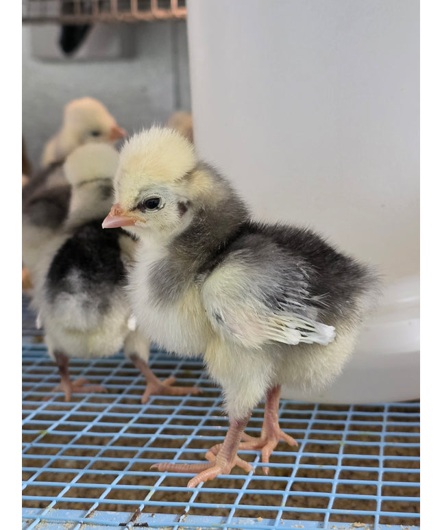 Polish Chicks - Hatchery Choice