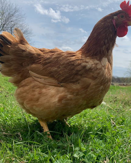 Texas Red Pullets- 5.5 Mo Old