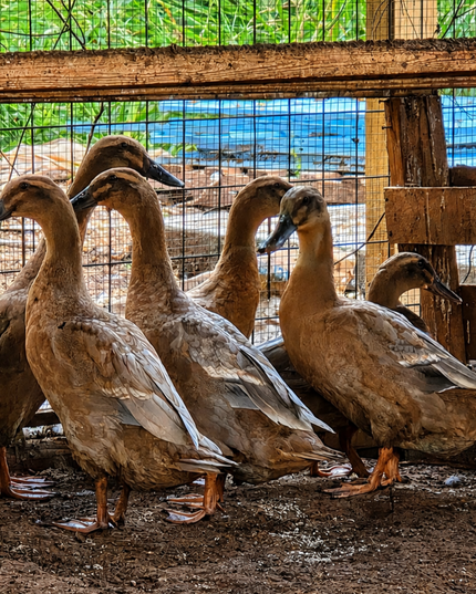 Hybrid Duck Layers