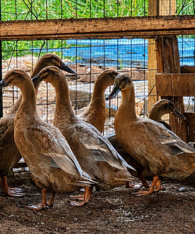Hybrid Duck Layers