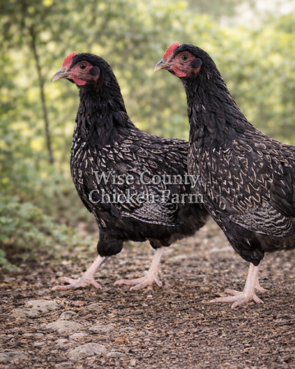 Double Silver Laced Barnevelder Wait List