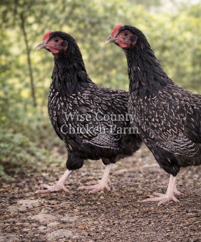 Double Silver Laced Barnevelder Wait List