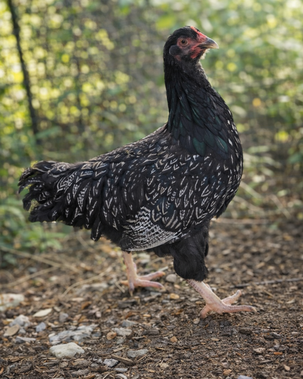 Second Chance Rooster Intake Fee (Under 6 mo old- Price Per Roo)