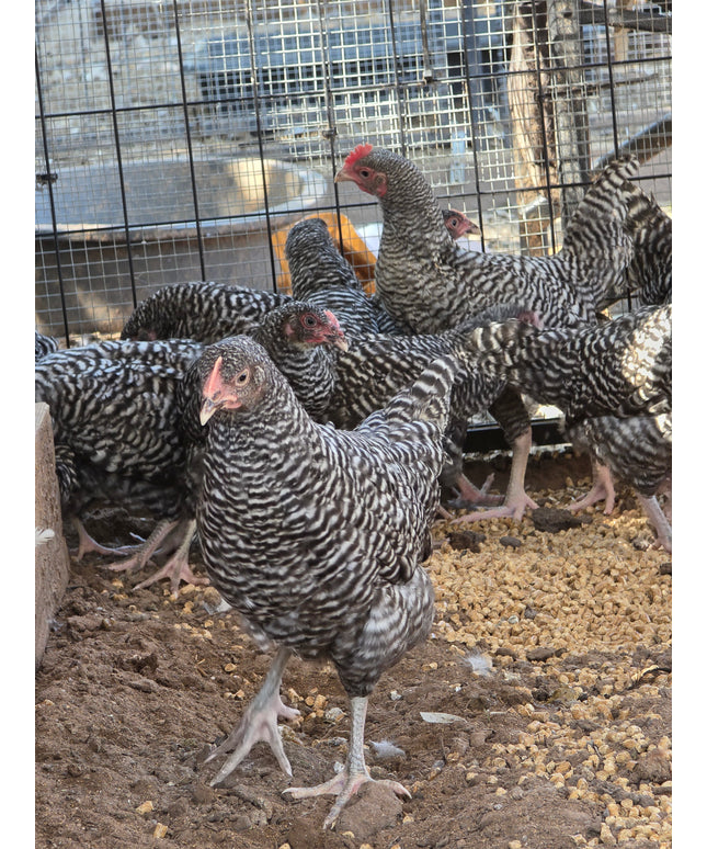 10 Week Old Barred Rock