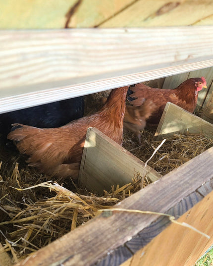 Wise County Chicken Farm Coops 4ft x 4ft