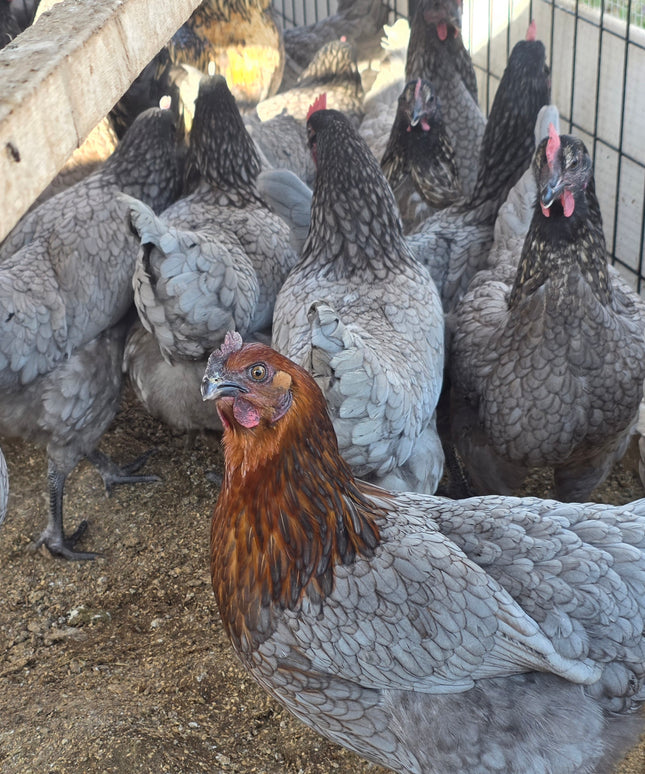 Sapphire Gem Pullets 4.5 Mo Old