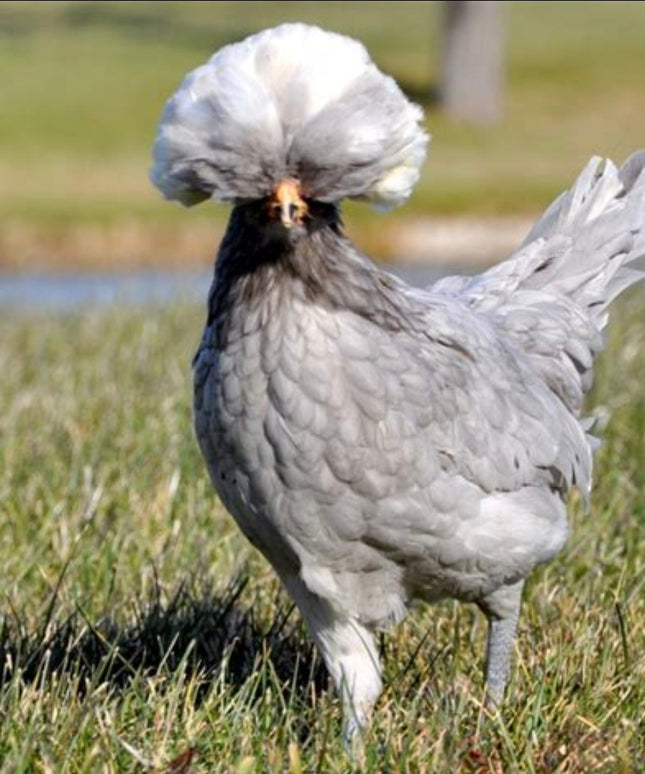 Polish Chicks - Hatchery Choice