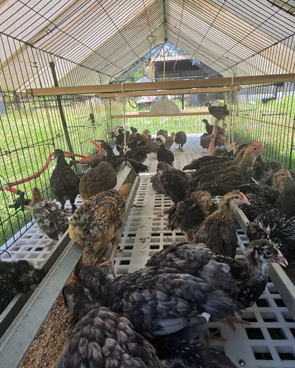 French Blue Copper Maran Started Pullet
