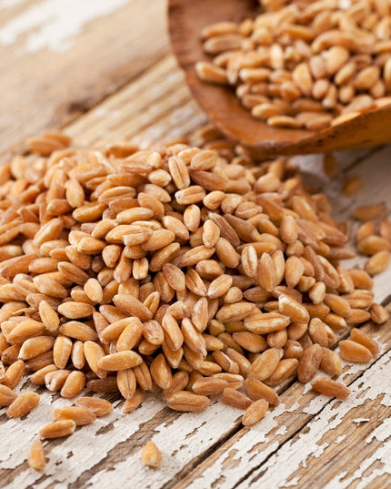 Premium Wheat Seeds for Sprouting Fodder (Wheat Grass) -- Grown In Missouri To Encourage Positive Behaviors