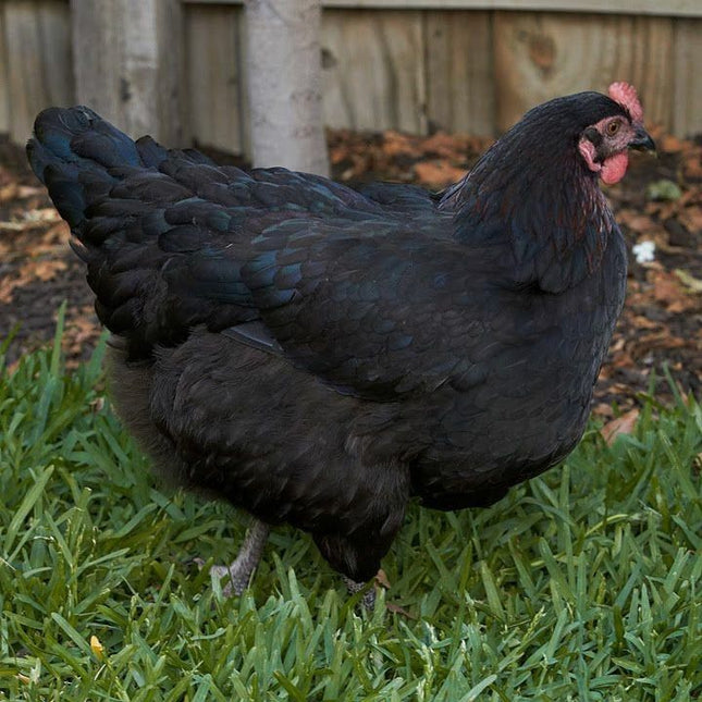 Black Australorp Pullets 4.5 Mo Old