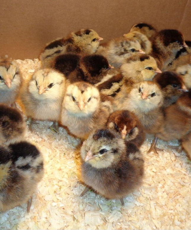 Easter Egger Pullets 4.5 Mo Old