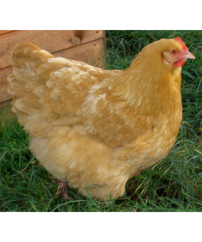 Buff Orpington Started Pullets