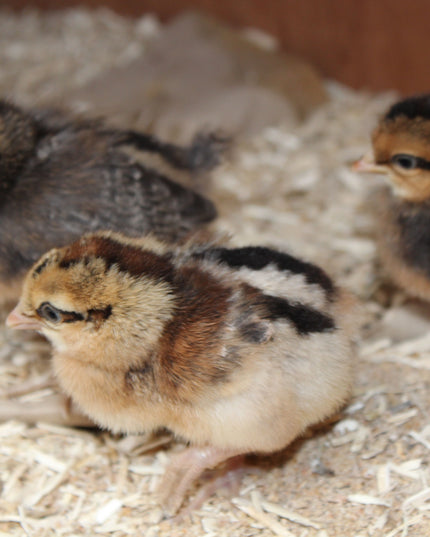 Crested Cream Legbar Started Pullets