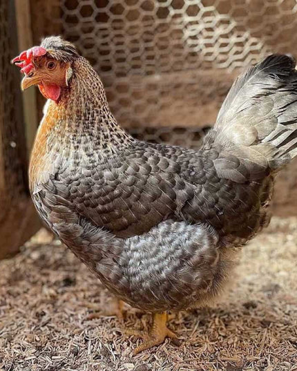 Crested Cream Legbar Started Pullets