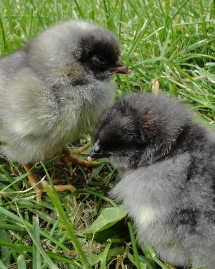 Blue Australorp Started Pullets