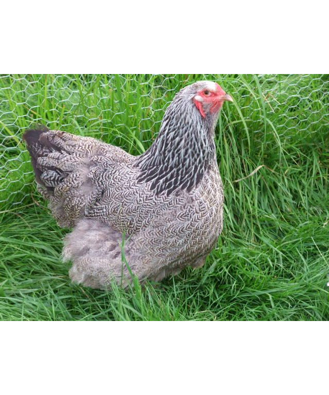 Dark Brahma Pullets 4.5 Mo Old
